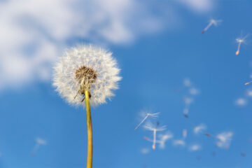 Alergias primaverales y piel sensible